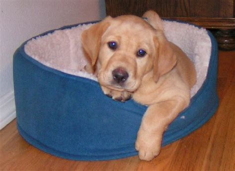 The labrador site recommends ellie bo heavy duty modular puppy pen. Puppy Breeding Program | Rogue Retrievers