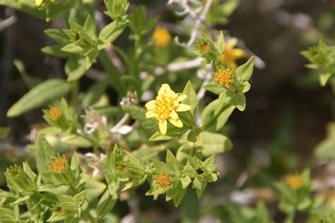 American Threefold Flowering Plants Of The Trans Pecos Of Texas