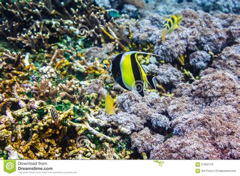 Corals Underwater And Beautiful Tropical Fish In The