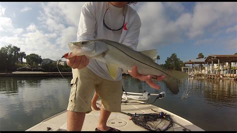 Snook Fishing Florida Canals Youtube