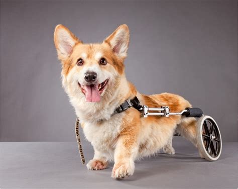 I Have Seen The Whole Of The Internet Disabled Dogs