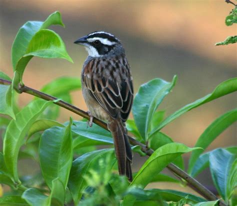 Stripe Headed Sparrow Peucaea Ruficauda Mexico To Costa Rica La Paz