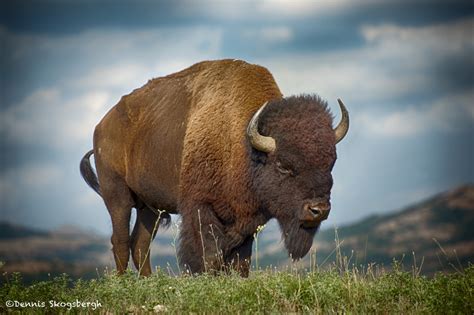 1840 Bison Wichita Mountains National Wildlife Refuge Ok Dennis