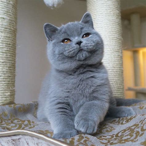 869 Best British Shorthair Cats Images On Pinterest Kitty Cats