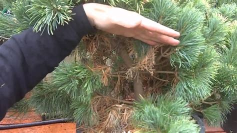 But cactuses are ubiquitous in some parts of the desert, not to mention their popularity as houseplants. Pruning Hemlock Trees - How And When To Prune Hemlocks ...