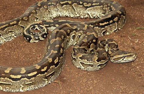 African Rock Python Creatures Of The World Wikia Fandom Powered By