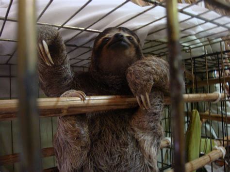 Sloth Sanctuary Cahuita Limón Costa Rica Costa Rica Cahuita Sloth