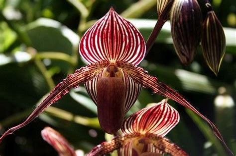 It originates in kinabalu national park of malaysia and its cultivation is very difficult. มาดู! 10 อันดับดอกไม้ที่ราคาแพงที่สุดในโลก | Dek-D.com