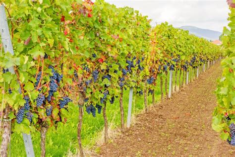 Ripe Grapes In Vineyard Stock Photo Image Of Color Industry 61086758