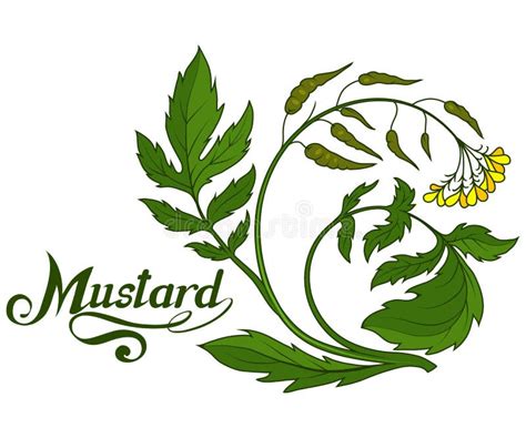 Hand Drawn Mustard Plant Spicy Ingredient Mustard Logo Healthy