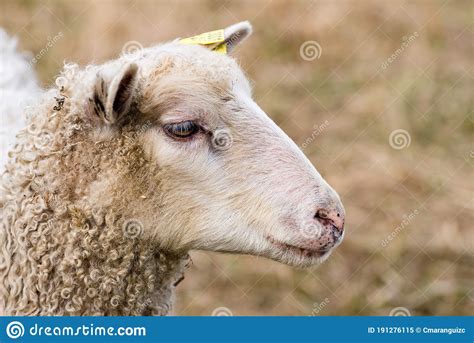 Domestic Sheep Ovis Aries Stock Image Image Of Milk Wool 191276115