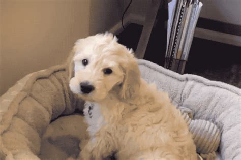 Just 22 Adorable Puppies Howling For Their First Time Cuteness