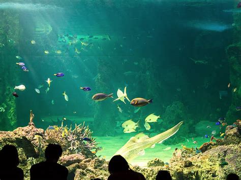 Sea Life Sydney Aquarium Museums In Darling Harbour Sydney