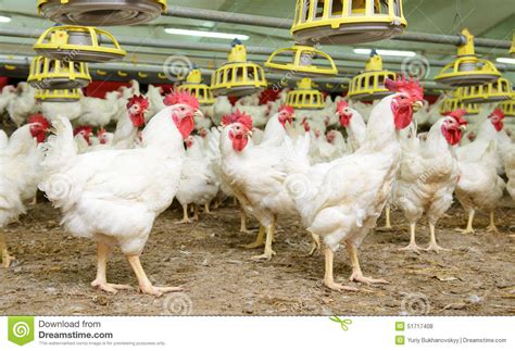 White Chickens Farm Stock Photo Image 51717408