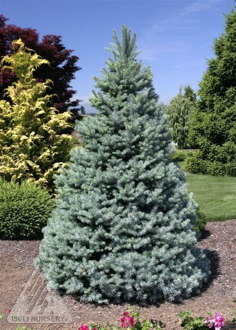 Picea Pungens Sester Dwarf Stunning Blue Needles Slow Growth Rate