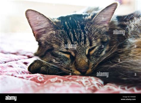 Domestic Cat Sleeping Stock Photo Alamy