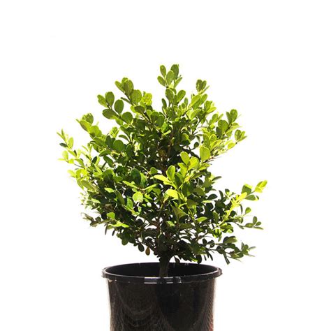 Japanese Buxus Japonica Box Hedge 14cm 140mm