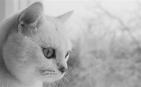 Gambar : hitam dan putih, anak kucing, binatang menyusui, satu warna