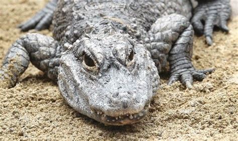 San Diego Zoo Gets Two Chinese Alligators In Preservation Effort The