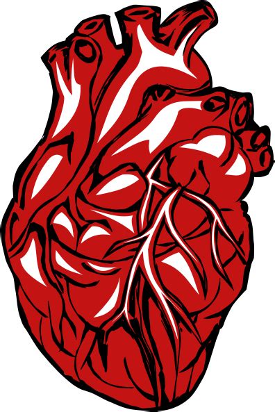 35 Trends For Transparent Background Human Heart Clipart Png Laily Azez