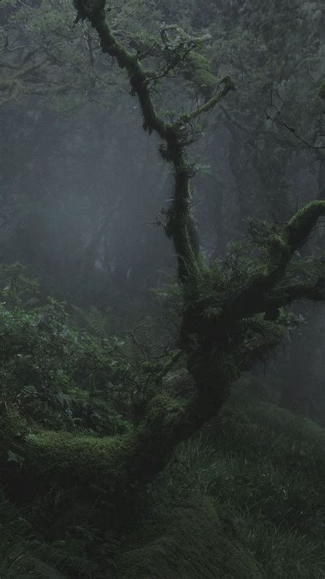 Pin By ୨⎯ 𝙎𝙤𝙥𝙝𝙞𝙚 ⎯୧ On 𝗗𝘂𝗹𝗹𝗰𝗼𝗿𝗲 In 2022 Dark Forest Aesthetic Dark
