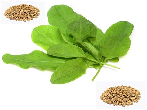 Hybrid Spinach Seeds Pack Of 30 Seeds