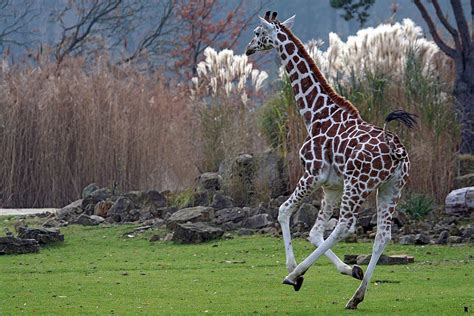 Baringo Giraffes Meet Them At Zoo Leipzig