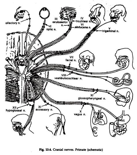 What are the cranial nerve names? Peripheral Nervous System (With Diagram) | Animals