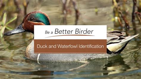 Be A Better Birder Duck And Waterfowl Identification Bird Academy