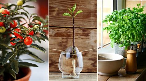 The 16 Best Healthy Edible Plants To Grow Indoors Everyday Health