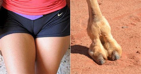 'camel toe' is a sexual reference, it is when a women's trousers, underwear, etc. Fake Camel Toe Underwear is Apparently The Latest Fashion ...