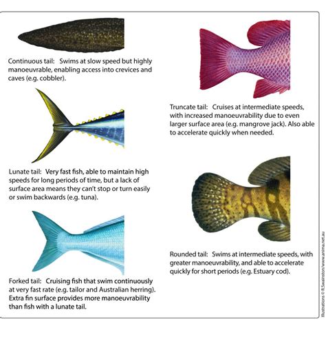 Fact Sheet Fish Anatomy Department Of Primary Industries And