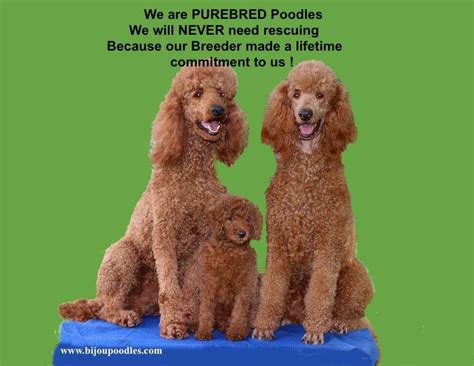 These mahogany red poodles are all multi generations and akc registered and are fully health tested as well as dna tested and registered through akc. red standard poodle puppies for sale, Brown Standard ...