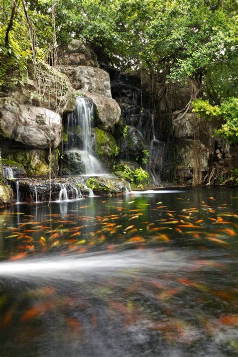 Koi Fish In Pond At Garden With A Waterfall Stock Image Image Of
