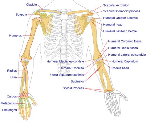 Filehuman Arm Bones Diagramsvg Wikipedia