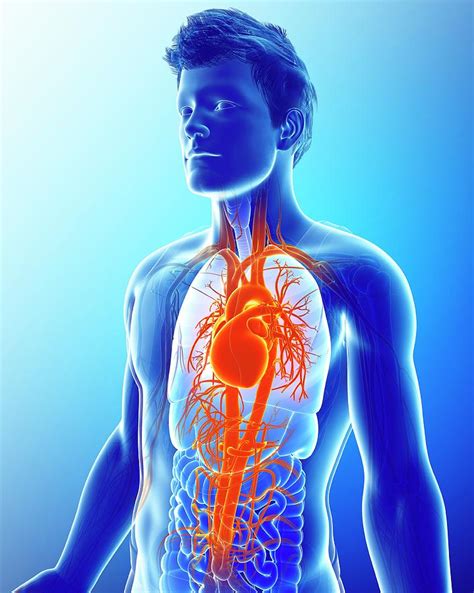 Human Heart And Arteries Photograph By Pixologicstudioscience Photo