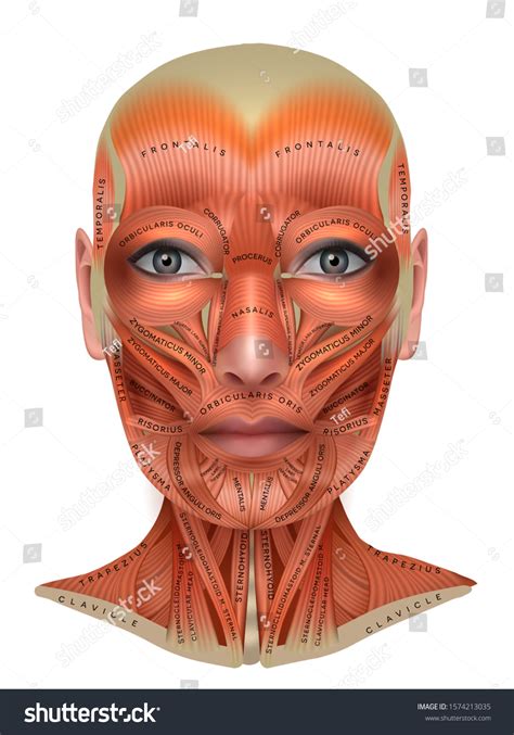 Muscles Anatomy Of The Female Face And Neck Royalty Free Stock Vector