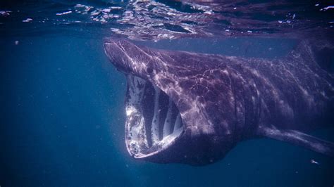Mysterious Giant Shark Tracked By Satellites Rare Sightings Fox News