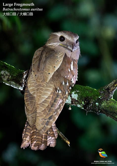 Large frogmouth (batrachostomus auritus) has been assessed as #nearthreatened in 2012 by iucn red list of threatened species. Birds of MALAYSIA : Thru My Eyes: Large Frogmouth