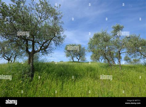 Olive Trees Crete Senesi Siena Province Tuscany Italy Stock Photo
