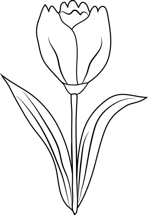 Tulip Outline Coloring Coloring Coloring Pages