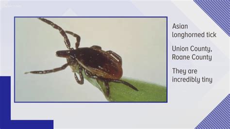 Invasive Tick Species From Asia Discovered In East Tennessee