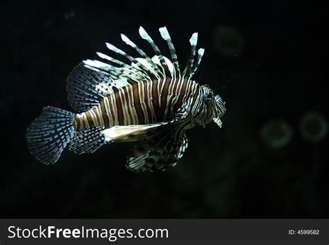 Tropical Fish Black And White Free Stock Images And Photos 4599582