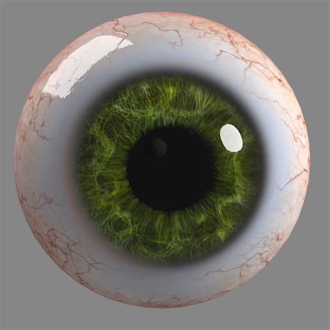 Eyeball Human 3d Model Cgtrader