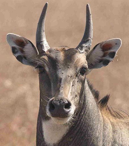 They are based in pretoria and play their home matches at loftus versfeld. Nilgai - Blue Bull of India | Animal Pictures and Facts ...