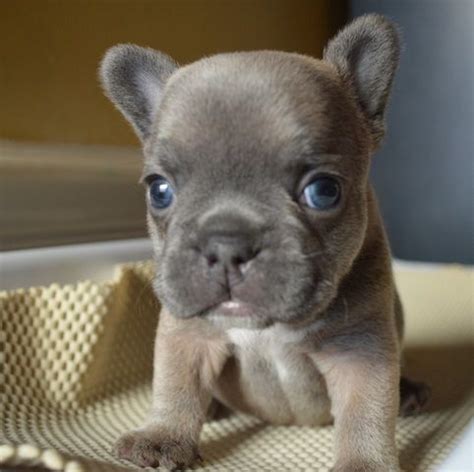 To furnish guidelines for breeders who wish to bulldogs were created for the english sport of bull baiting, practiced from approximately 1100 until 1835. French Bulldog | Please buy me a french bulldog ...