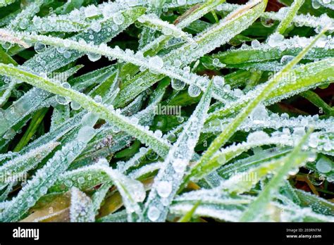 Freezing Dew Drops On Grass Hi Res Stock Photography And Images Alamy