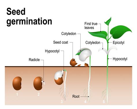 You can create this by after about two weeks, small seedlings will start to emerge from the soil. How Does A Seed Grow Into A Plant?