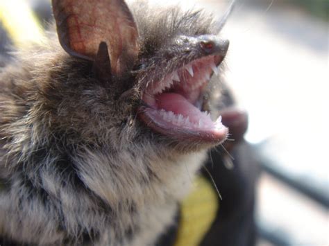 Rabies is one of the deadly diseases in dogs that have no cure, only methods to prevent its spread. Facts Of Rabies: Why Animal Removal Should Not Be Neglected