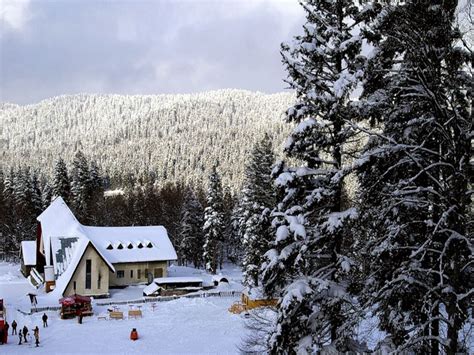 Ski cross world cup stage in bakuriani. Holiday in Bakuriani